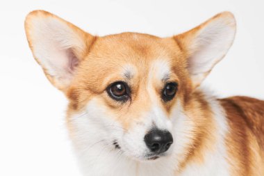 Pembroke Welsh Corgi portresi beyaz stüdyo arka planında izole edilmiş kopya alanı, safkan köpek