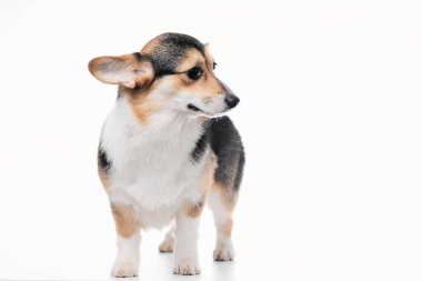 Pembroke Welsh Corgi portresi beyaz stüdyo arka planında izole edilmiş kopya alanı, safkan köpek