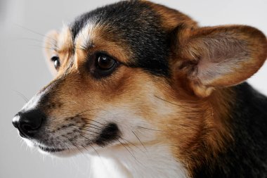 Pembroke Welsh Corgi portresi beyaz stüdyo arka planında izole edilmiş kopya alanı, safkan köpek