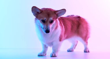 Pembroke Welsh Corgi portresi beyaz stüdyo arka planında izole edilmiş kopya alanı, safkan köpek