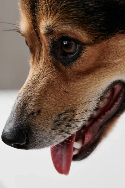 Pembroke Welsh Corgi 工作室背景 笑着的狗露出舌头的特写 — 图库照片