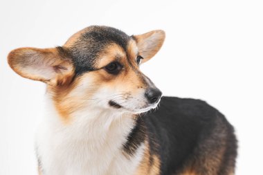Pembroke Welsh Corgi portresi beyaz stüdyo arka planında izole edilmiş kopya alanı, safkan köpek
