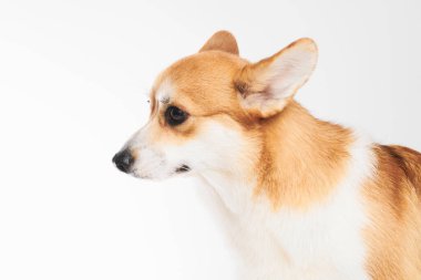 Pembroke Welsh Corgi portresi beyaz stüdyo arka planında izole edilmiş kopya alanı, safkan köpek