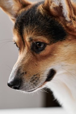 Stüdyo arka planında Pembroke Welsh Corgi, köpek ağızlığının yakın plan portresi