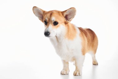 Pembroke Welsh Corgi portresi beyaz stüdyo arka planında izole edilmiş kopya alanı, safkan köpek