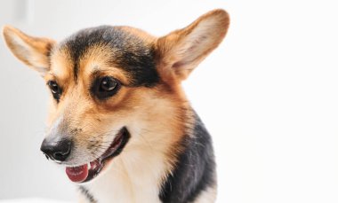 Pembroke Welsh Corgi portresi beyaz stüdyo arka planında izole edilmiş kopya alanı, safkan köpek