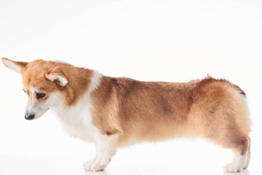 Pembroke Welsh Corgi portresi beyaz stüdyo arka planında izole edilmiş kopya alanı, safkan köpek