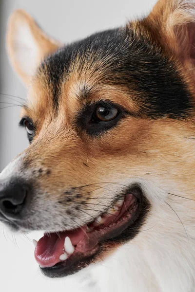 Pembroke Welsh Corgi Studio Background Close Portrait Smiling Dog Showing — Stock Photo, Image