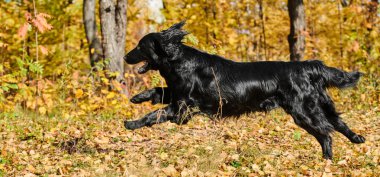 Sonbahar parkında yürüyen ve oynayan siyah düz kaplamalı av köpeğinin portresi, şehir doğasının arka planına karşı safkan bir köpek.