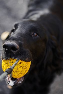 Sonbahar parkında yürüyen ve oynayan siyah düz kaplamalı av köpeğinin portresi, şehir doğasının arka planına karşı safkan bir köpek.