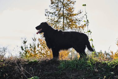 Sonbahar parkında yürüyen ve oynayan siyah düz kaplamalı av köpeğinin portresi, şehir doğasının arka planına karşı safkan bir köpek.
