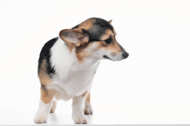 Pembroke Welsh Corgi portresi beyaz stüdyo arka planında izole edilmiş kopya alanı, safkan köpek