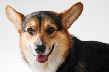 Pembroke Welsh Corgi portresi beyaz stüdyo arka planında izole edilmiş kopya alanı, safkan köpek