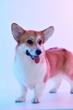 Pembroke Welsh Corgi portresi beyaz stüdyo arka planında izole edilmiş kopya alanı, safkan köpek