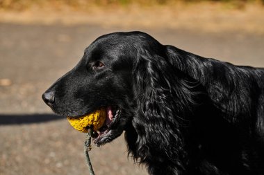 Sonbahar parkında yürüyen ve oynayan siyah düz kaplamalı av köpeğinin portresi, şehir doğasının arka planına karşı safkan bir köpek.