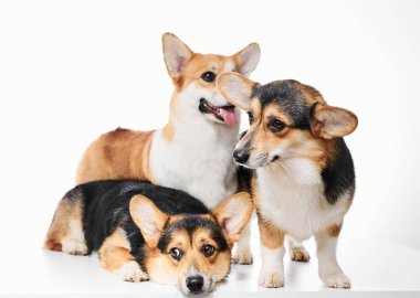 Pembroke Welsh Corgi portresi beyaz stüdyo arka planında kopyalanmış, üç safkan köpekten oluşan aile.