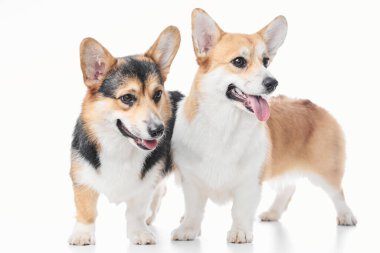 Pembroke Welsh Corgi portresi beyaz stüdyo arka planında kopyalanmış, iki safkan köpeğin ailesi