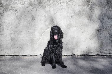 Siyah düz kaplamalı av köpeğinin portresi asfalt sokakta yürüyor ve oynuyor, safkan köpek şehrin arka planında