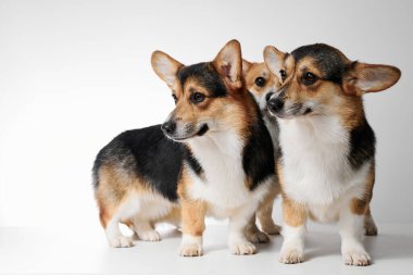 Pembroke Welsh Corgi portresi beyaz stüdyo arka planında kopyalanmış, iki safkan köpeğin ailesi