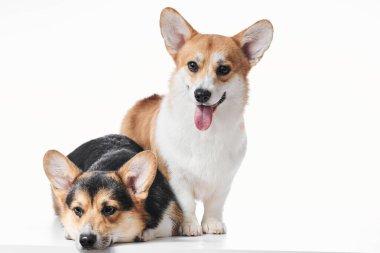 Pembroke Welsh Corgi portresi beyaz stüdyo arka planında kopyalanmış, iki safkan köpeğin ailesi