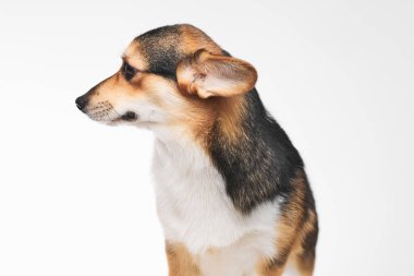 Pembroke Welsh Corgi portresi beyaz stüdyo arka planında izole edilmiş kopya alanı, safkan köpek