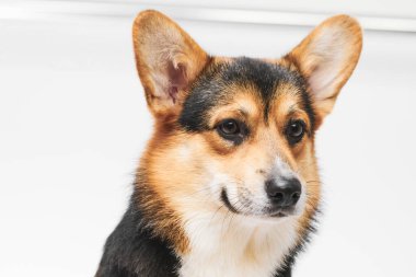 Pembroke Welsh Corgi portresi beyaz stüdyo arka planında izole edilmiş kopya alanı, safkan köpek