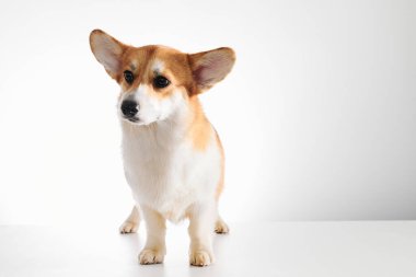 Pembroke Welsh Corgi portresi beyaz stüdyo arka planında izole edilmiş kopya alanı, safkan köpek