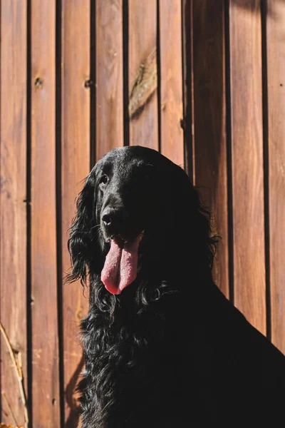 Portretul Mers Jos Recuperatorului Negru Jocul Aproape Câine Rasă Pură — Fotografie, imagine de stoc