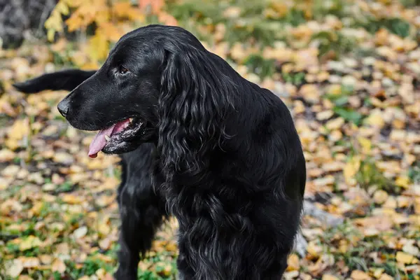 在秋天的公园里散步和玩耍的黑色平装猎犬的画像 在都市自然的背景下是纯种的狗 — 图库照片