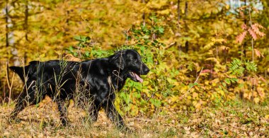 Sonbahar parkında yürüyen ve oynayan siyah düz kaplamalı av köpeğinin portresi, şehir doğasının arka planına karşı safkan bir köpek.