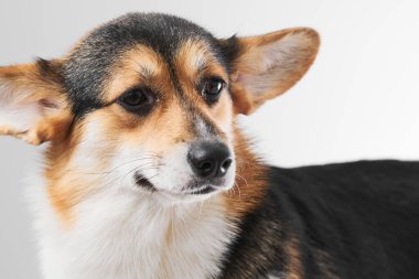 Pembroke Welsh Corgi portresi beyaz stüdyo arka planında izole edilmiş kopya alanı, safkan köpek