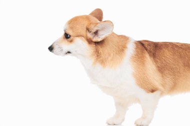 Pembroke Welsh Corgi portresi beyaz stüdyo arka planında izole edilmiş kopya alanı, safkan köpek