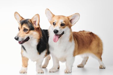 Pembroke Welsh Corgi portresi beyaz stüdyo arka planında kopyalanmış, iki safkan köpeğin ailesi