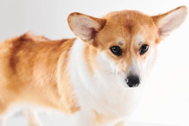 Pembroke Welsh Corgi portresi beyaz stüdyo arka planında izole edilmiş kopya alanı, safkan köpek