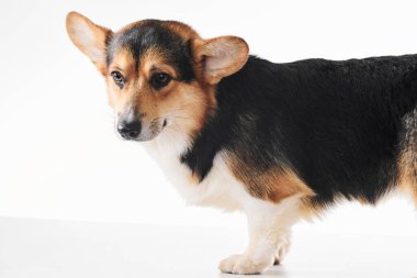 Pembroke Welsh Corgi portresi beyaz stüdyo arka planında izole edilmiş kopya alanı, safkan köpek