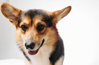 Pembroke Welsh Corgi portresi beyaz stüdyo arka planında izole edilmiş kopya alanı, safkan köpek