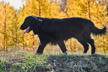 Sonbahar parkında yürüyen ve oynayan siyah düz kaplamalı av köpeğinin portresi, şehir doğasının arka planına karşı safkan bir köpek.