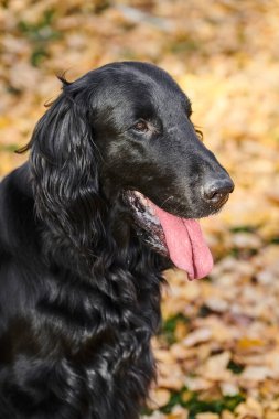 Sonbahar parkında yürüyen ve oynayan siyah düz kaplamalı av köpeğinin portresi, şehir doğasının arka planına karşı safkan bir köpek.