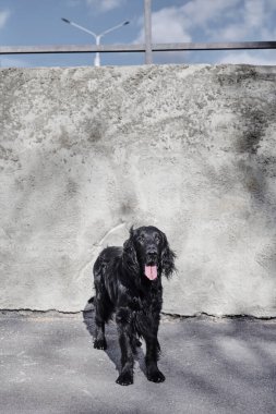 Siyah düz kaplamalı av köpeğinin portresi asfalt sokakta yürüyor ve oynuyor, safkan köpek şehrin arka planında