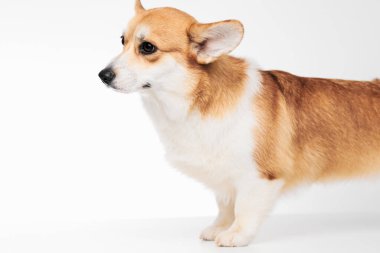 Pembroke Welsh Corgi portresi beyaz stüdyo arka planında izole edilmiş kopya alanı, safkan köpek