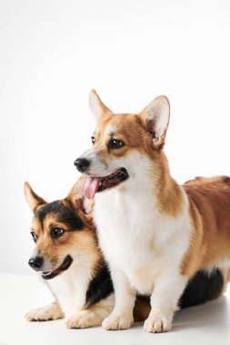 Pembroke Welsh Corgi portresi beyaz stüdyo arka planında kopyalanmış, iki safkan köpeğin ailesi