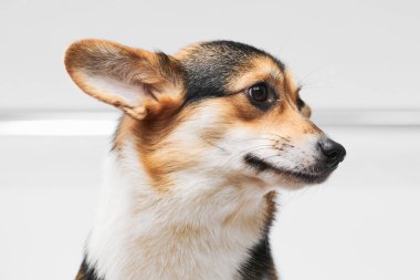 Pembroke Welsh Corgi portresi beyaz stüdyo arka planında izole edilmiş kopya alanı, safkan köpek