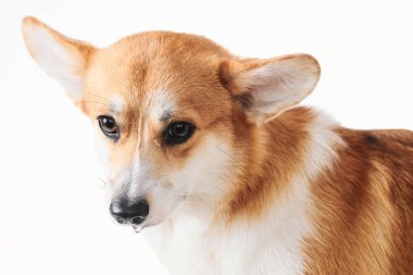 Pembroke Welsh Corgi portresi beyaz stüdyo arka planında izole edilmiş kopya alanı, safkan köpek