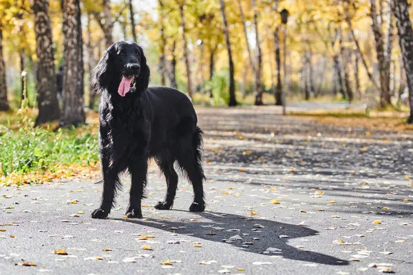 Portrait Black Flat Coated Retriever Walking Playing Autumn Park Purebred — Stock Photo, Image