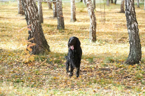 Sonbahar Parkında Yürüyen Oynayan Siyah Düz Kaplamalı Köpeğinin Portresi Şehir — Stok fotoğraf