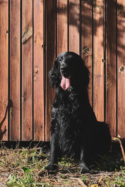 Portrait Black Flat Coated Retriever Walking Playing Close Purebred Dog — Stock Photo, Image