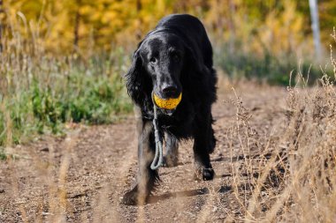 Sonbahar parkında yürüyen ve oynayan siyah düz kaplamalı av köpeğinin portresi, şehir doğasının arka planına karşı safkan bir köpek.