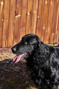 Siyah düz kaplamalı av köpeğinin portresi ahşap bir çitin arka planına karşı yakın plan, safkan bir köpek oynuyordu.