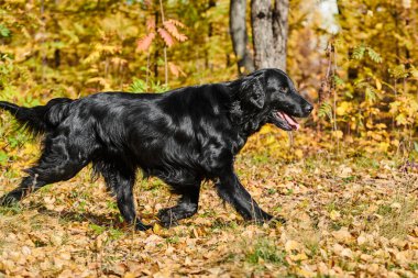 Sonbahar parkında yürüyen ve oynayan siyah düz kaplamalı av köpeğinin portresi, şehir doğasının arka planına karşı safkan bir köpek.