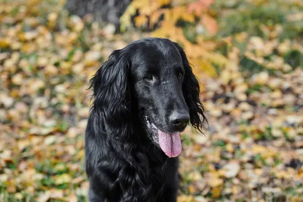 黒いフラットコーティングされたレトリーバーの肖像画は 秋の公園で遊んで 都市の自然の背景に対して純血の犬 — ストック写真